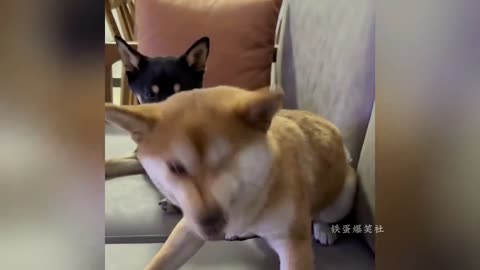 Watch funny videos of how cats and dogs sneeze when they have a cold