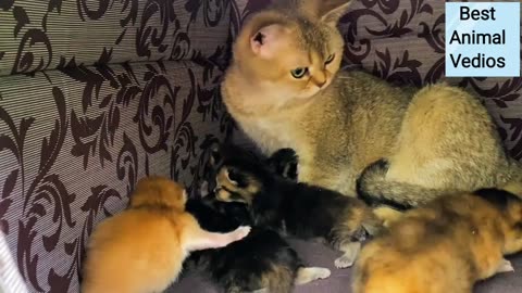 Best Momma Cat Carries Kittens in the Teeth. ! Best Animal Home