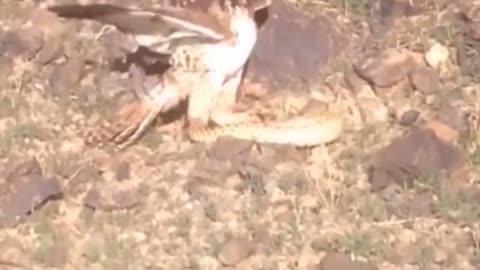 best hunting eagle VS rattlesnake