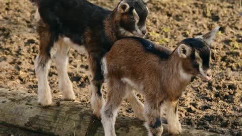 Top 10 Cutest Baby Animals In The World - Cutest Baby Animals - Baby Animals Video