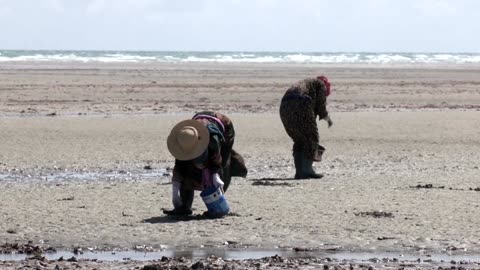Climate change takes shellfish and jobs in Tunisia