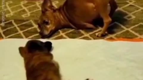 This old dog is teaching a little puppy #shorts #shortvideo #video #virals #videoviral