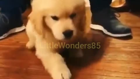 Cute Dogs Funny Moments