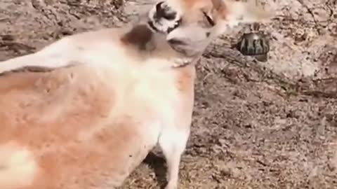 Kangaroo Funny