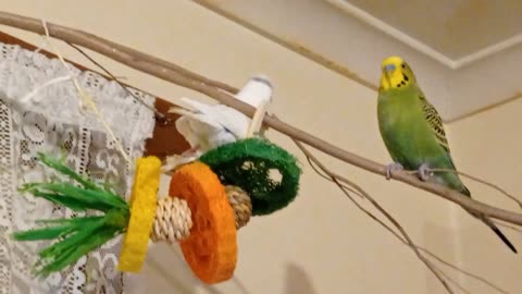 Cute Lady Budgie Learning to Use The Swing