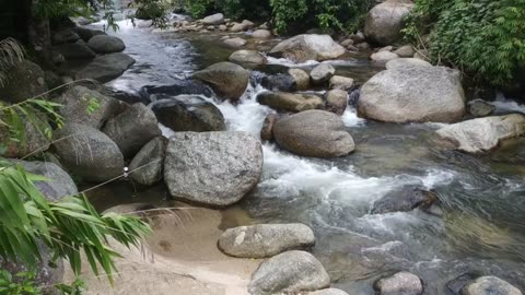 Nature sounds. The noise of the river and the song of forest birds to relax and relieve stress