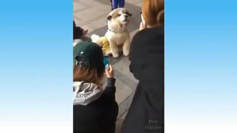 Puppy Getting Attention From Everyone