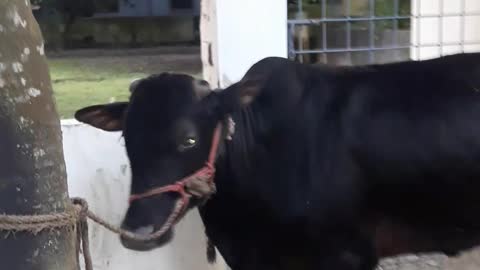 Cow video