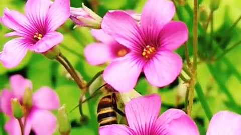 bees collecting honey