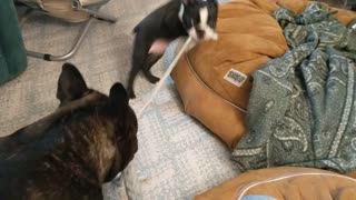 Boston Terrier puppy and French Bulldog play tug