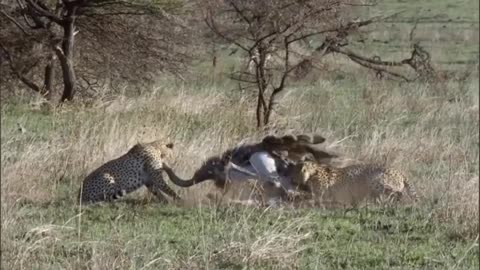 The family of cheetahs attacks the ostrich.