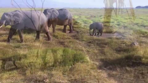 African Elephants - Wildlife in Africa