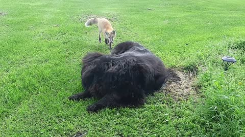 Fox Makes Friends With Huge Dog