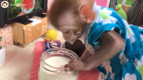 cute baby monkey shopping groceries