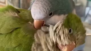 This two birds get along pretty well