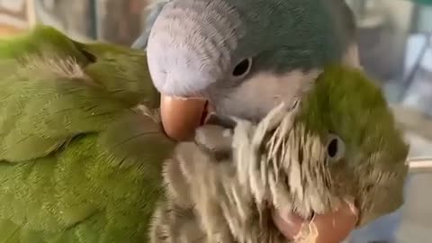 This two birds get along pretty well