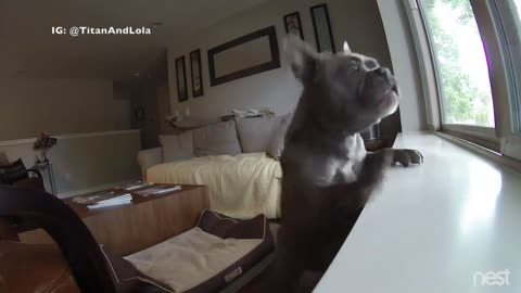 Grey dog filmed on dog cam falls off window sill