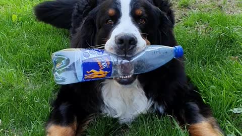 Bernese Mountain Dog playing with plastic bottle