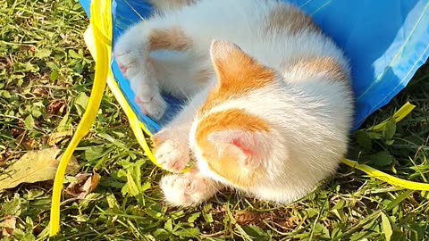 Merlin cat playing