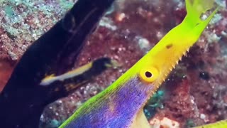 Moray Eels Hanging Out