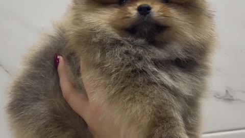 Cute Dog Puppy Pomeranian