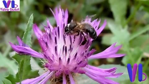 Time Lapse Flower | Beautiful Flower | Flowers Petal | Mind Relaxing time lapse flower video