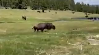 Mulher finge-se de morta para evitar ataque de bisonte em Parque Natural