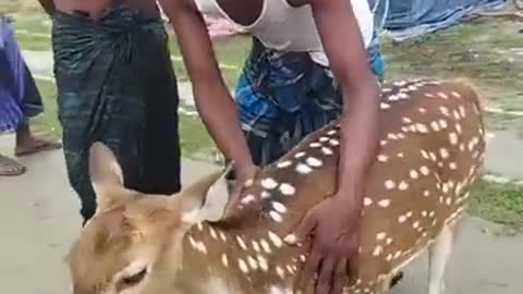 Deer Lucky Escape from Lion - Best Video of All Time