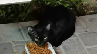 Bon Appetite Little Black Kitten