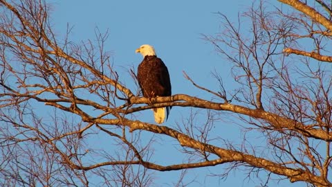 A Bald Eagle Perched in a tree at sunset in Warrenton Missouri