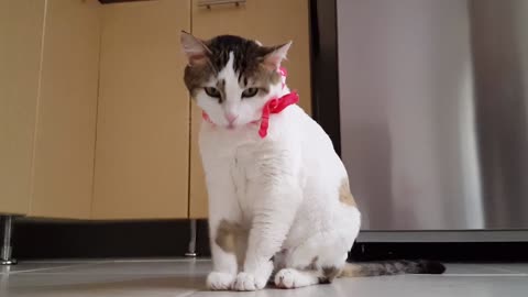 Watch a very funny cat