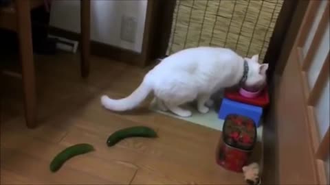 Cats play with cucumbers