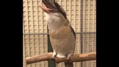 Kookabara scream