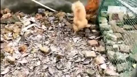 Chiken vs dogs fight funny videos