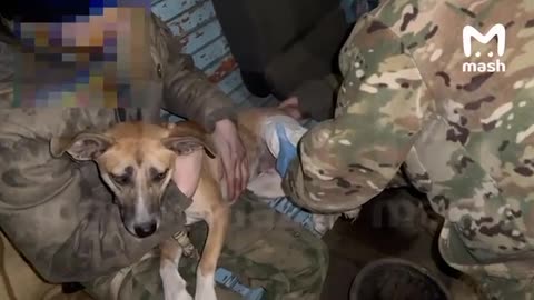 Russian Soldiers rescued two wounded dogs after Ukrainian shelling