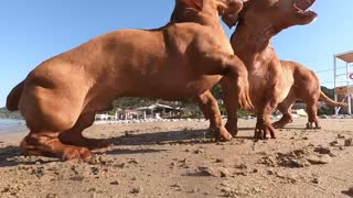 Dogs playing at the beach