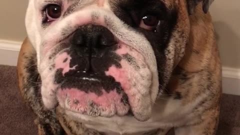 Bulldog confronts owner about lack of attention