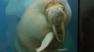 Friendly Walrus Blows Some Kisses