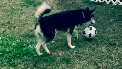 Young Husky Pup Plays Soccer