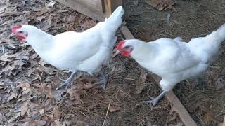 Cotton Patch Geese & Bresse Chickens
