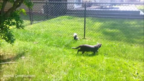 Funniest Compilation Baby Skunks Trying To Spray