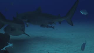 Majestic Tiger Sharks