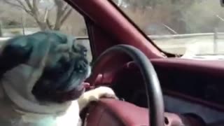Brown pug driving car moving steering wheel