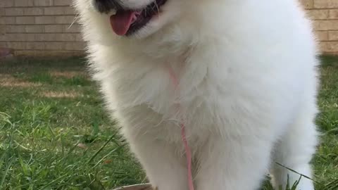 Samoyed puppy confused by water bowl