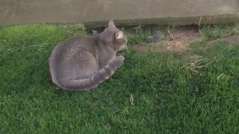 Cat vs. Gopher