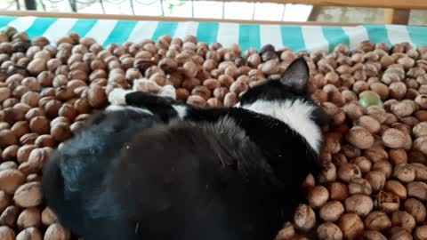 Funny Kitty lying on walnut