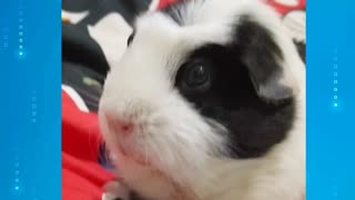 Daily Guinea Pig Routine