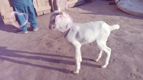 Baby goat dancing