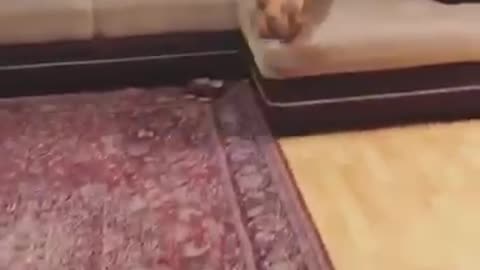 Brown dog runs away from hairdryer hides under pillows on couch