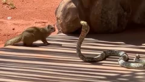 Snake Cobra vs paithon real Fatal fight....